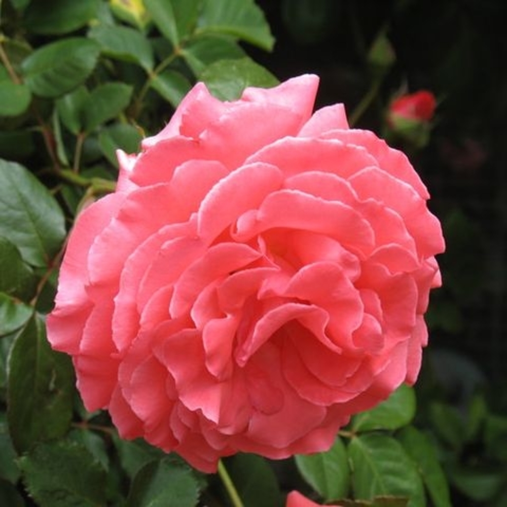 Meet your Posher, Tami